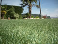 cesped artificial